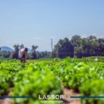 Quando o crédito rural coloca a terra em risco
